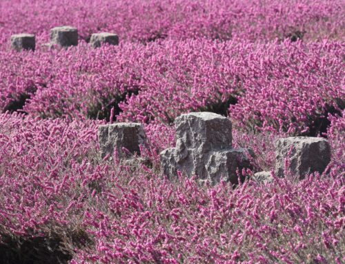 Einladung zu den Gedenkfeiern am Volkstrauertag