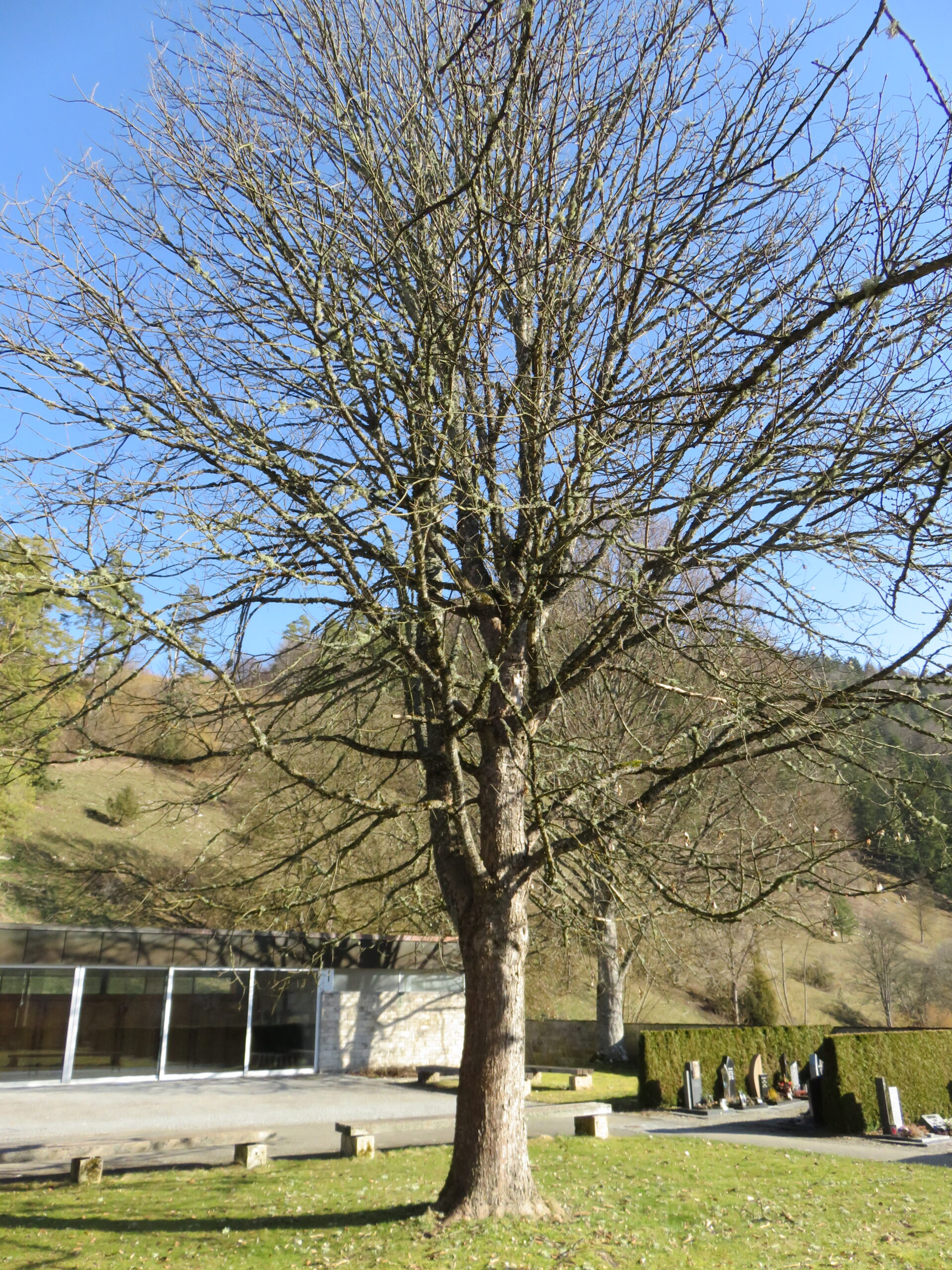 Großer Baum vor der Leichenhalle Mühlheim