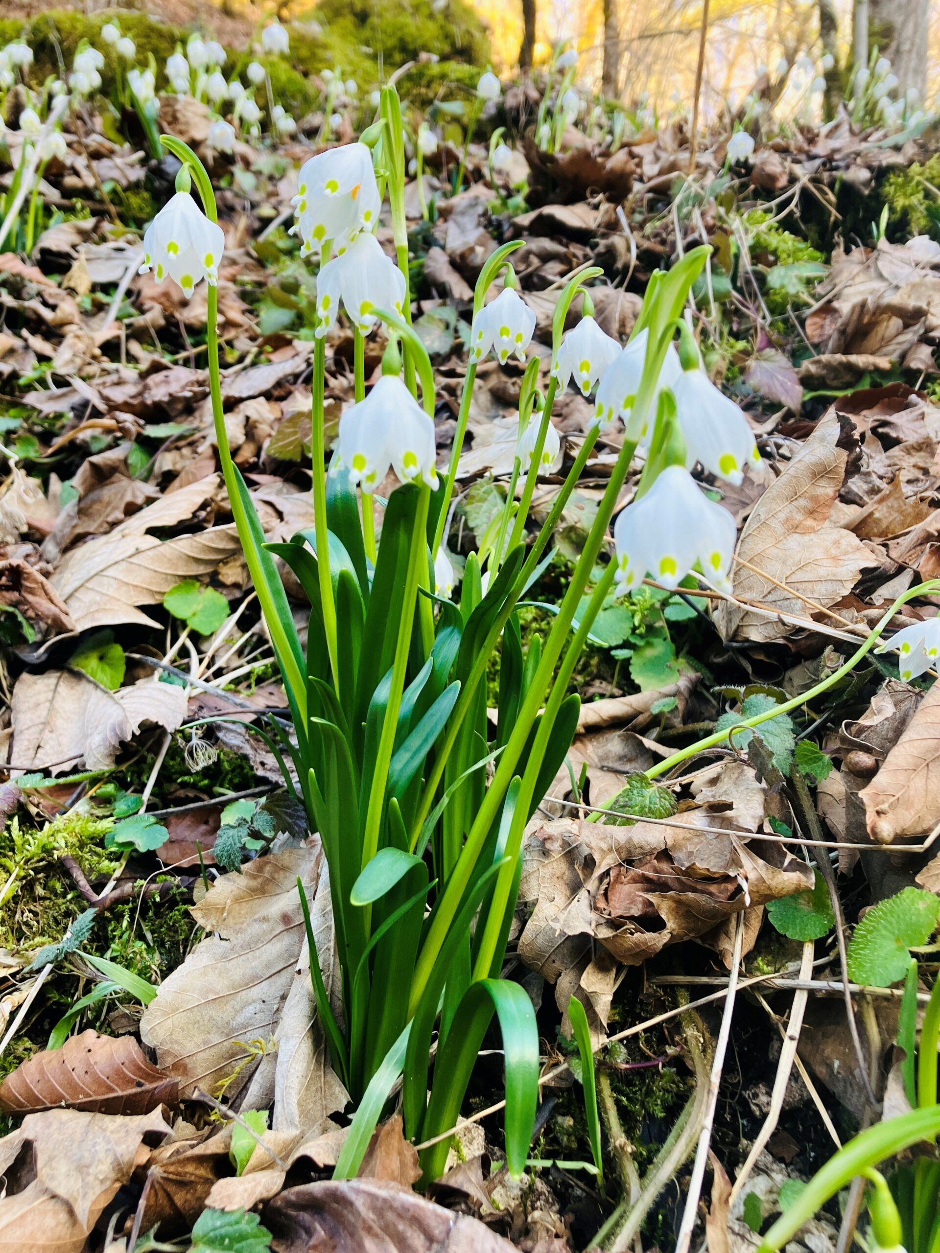 Märzenbecherblüte im Hindelestal